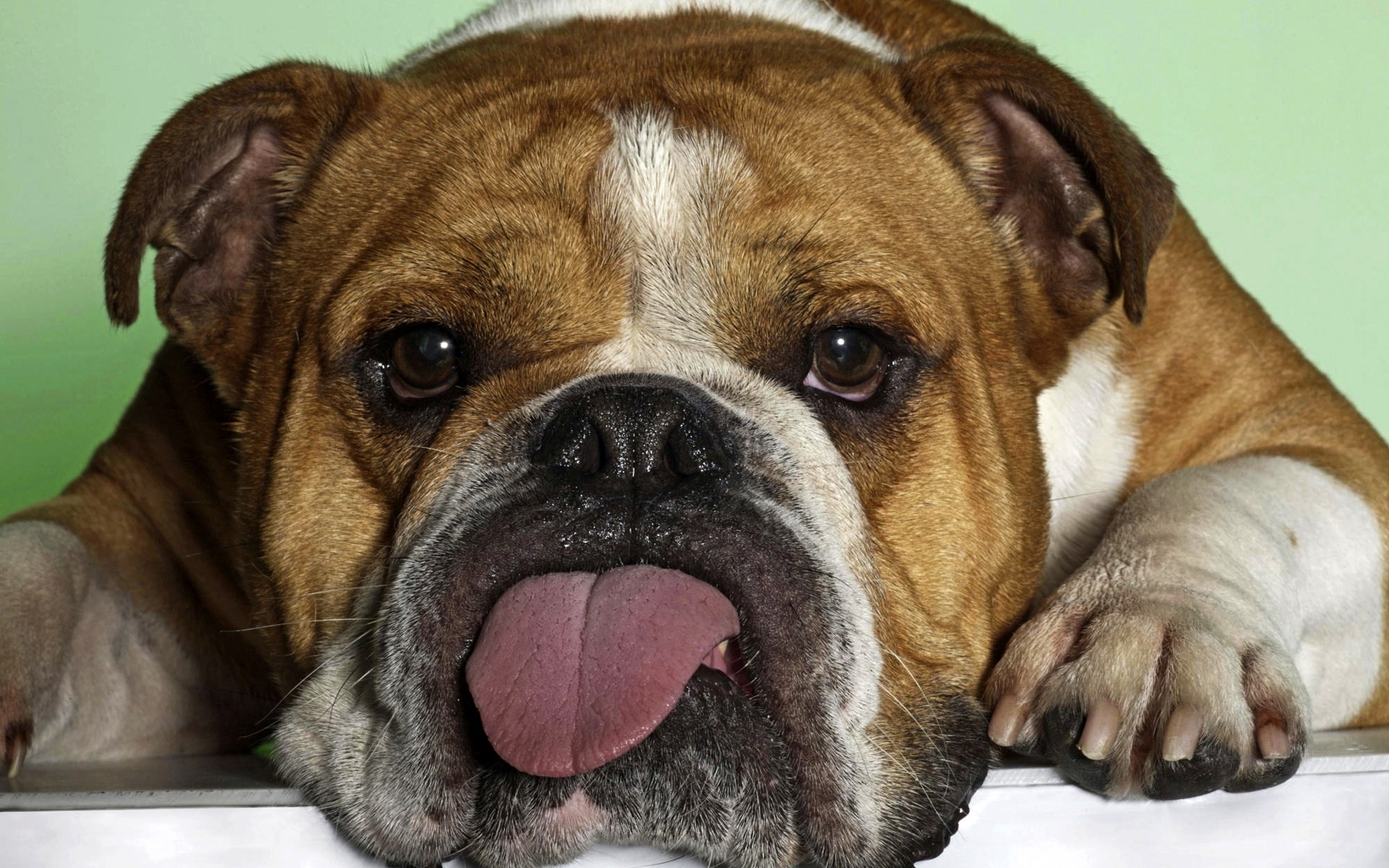 Bulldog photos free, Picture of a Bulldog , Cute Bulldog pictures, Images of Bulldog 