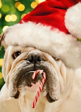 bulldog_christmas
