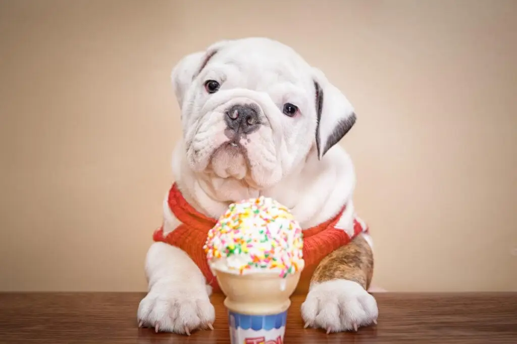 A bulldog joyfully holds an ice cream cone, eagerly anticipating a delightful treat.