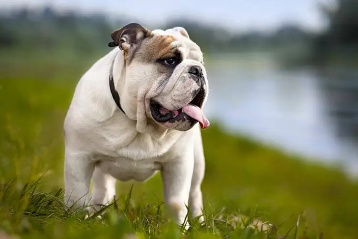 A bulldog stands in the grass near a river, exuding strength and curiosity in its surroundings.