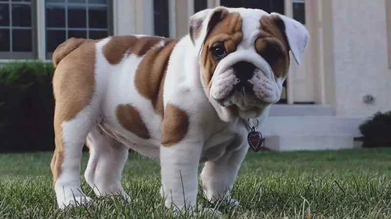 A brown and white bulldog standing in the grass, looking alert and curious.