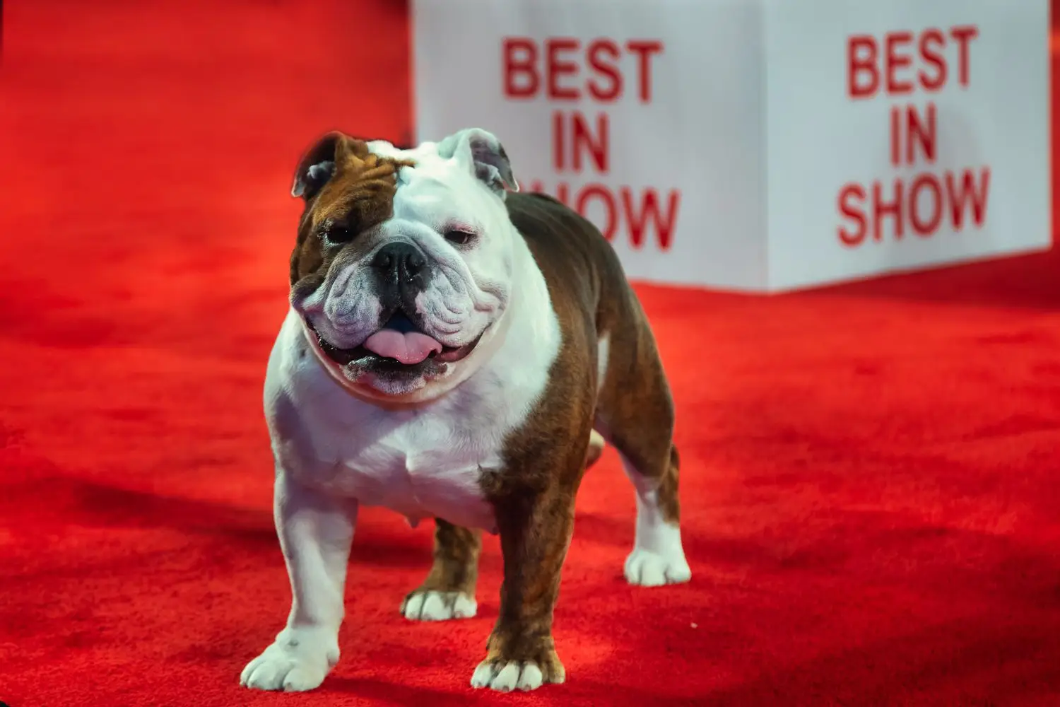 A bulldog standing on a red carpet in front of a best in show sign, exuding elegance and confidence.