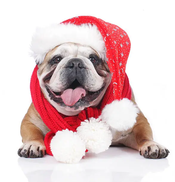 A festive dog wearing a Santa hat and scarf, spreading holiday cheer with its adorable attire.