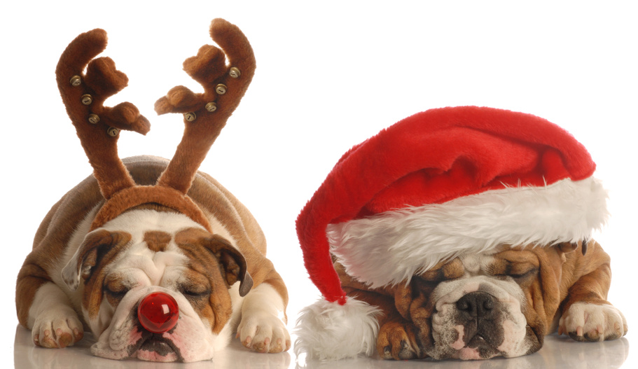 english-bulldogs-dressed-up-as-santa-and-rudolph